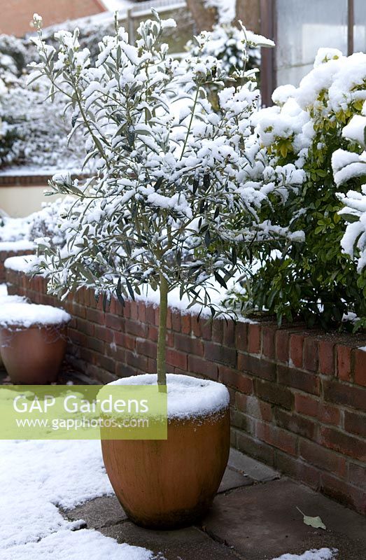 Container grown Olea europaea - Olive bush in snow