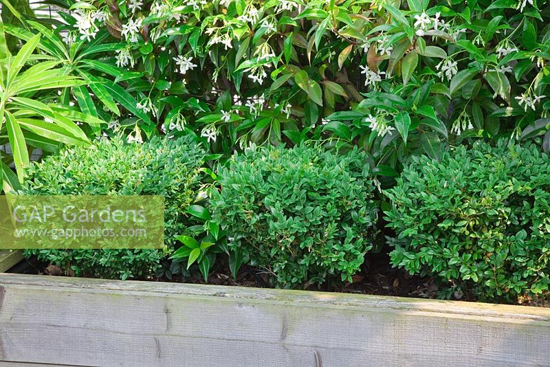 Buxus sempervirens cubes in large wooden container backed by Trachleospermum jasminoides with Euphorbia mellifera 