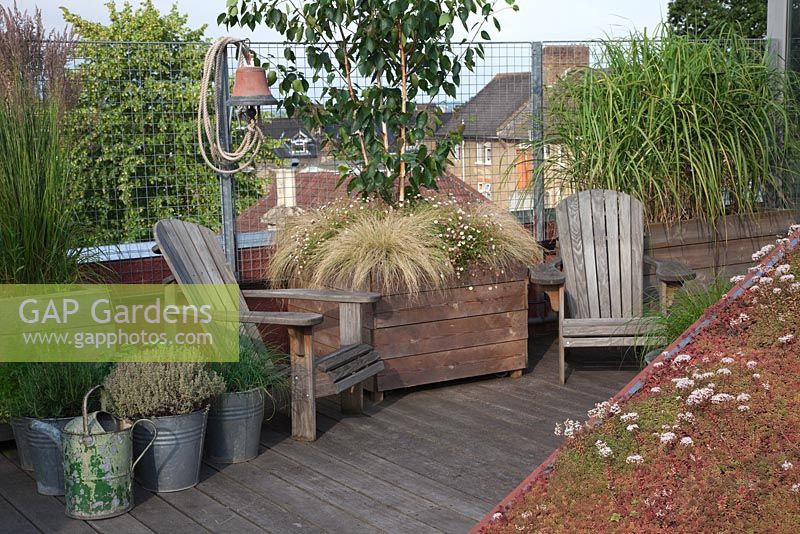 Adirondack chairs with large wooden containers planted with
Betula utilis var. jacquemontii,underplanted with Carex 'Frosty Curls' and
Erigeron karvinskianus, Miscanthus sinensis 'Gracillimus', Calamagrostis x
acutiflora 'Karl Foerster'.Sedum roof and pots of herbs with old watering
can - Roof Terrace Garden