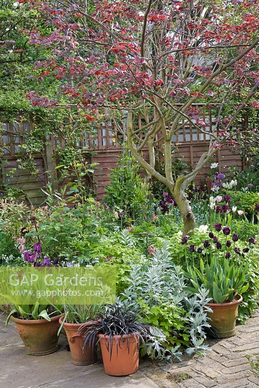 Cercis canadensis 'Forest Pansy' just opening in spring border. Terracotta pots with Tulipa 'Curly Sue', Tulipa 'Queen of the night', Ophiopogen planiscapus 'Nigrescens'. Artemisia 'Valerie Finnis' in border. York stone and herringbone brick paved patio