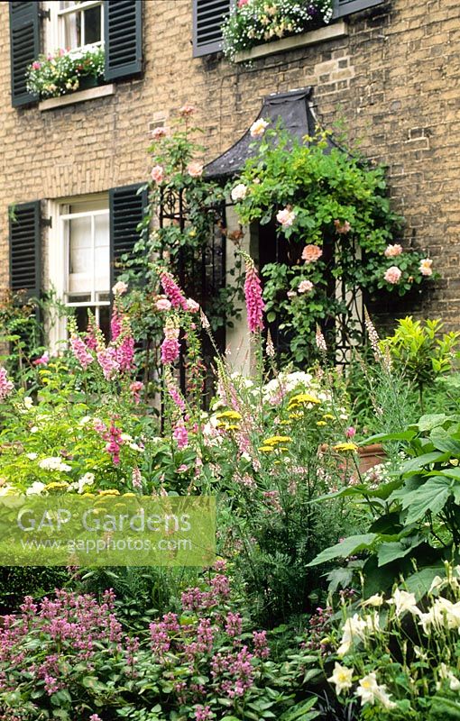 View to front door with climbing Roses trained over porch. Beds filled with Foxgloves, Achilleas, Roses and Lamium - New Square, Cambridge 