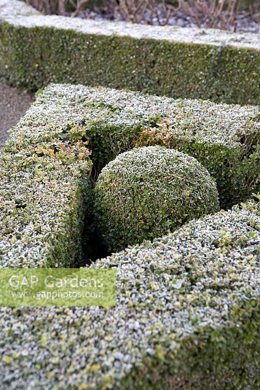 Frosted box parterre - Rousham in Winter