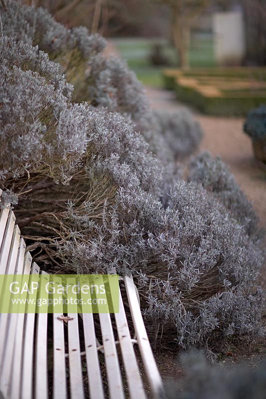Rousham in winter.  Wooden slatted bench with mature Lavandula - Lavender enclosing it.