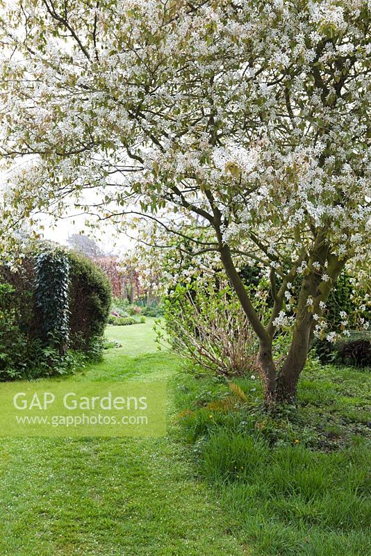 Amelanchier canadensis at Eastgrove Cottage in Worcestershire in April