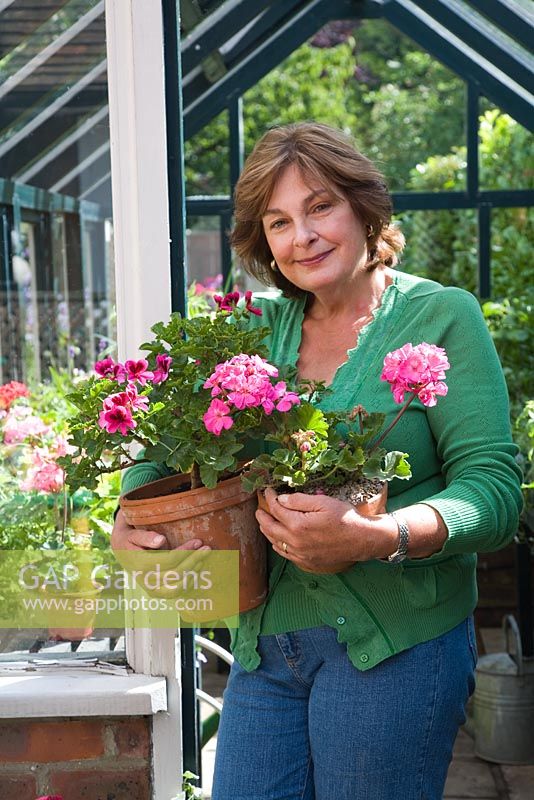 Small urban garden packed full of plants simply designed around a central circular lawn. Veronica Clein with pots of Pelargoniums by her greenhouse.