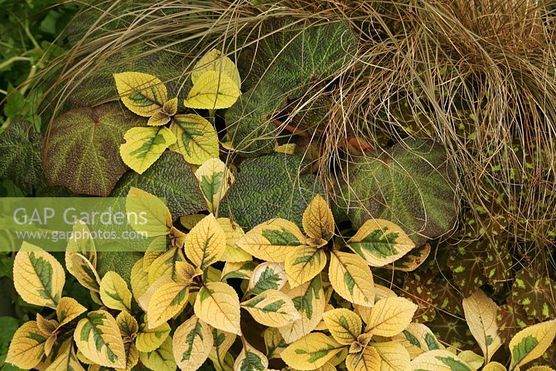 Striking brown, khaki and green colour scheme inspired by Begonia 'Burle Marx' with Plectranthus ciliatus 'Sasha', Begonia 'Norah Bedson' and Carex comans bronze form