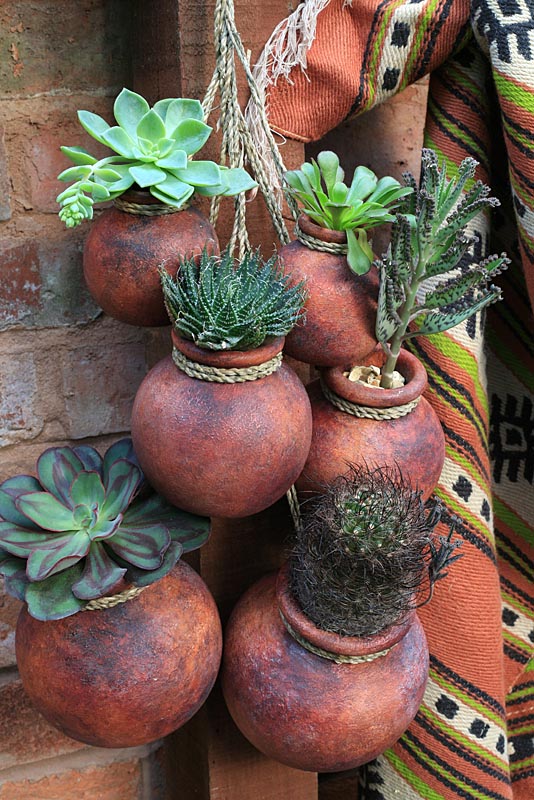 Drought resistent succulents and cactus growing in suspended Mexican terracotta pots on a baking south facing wall
