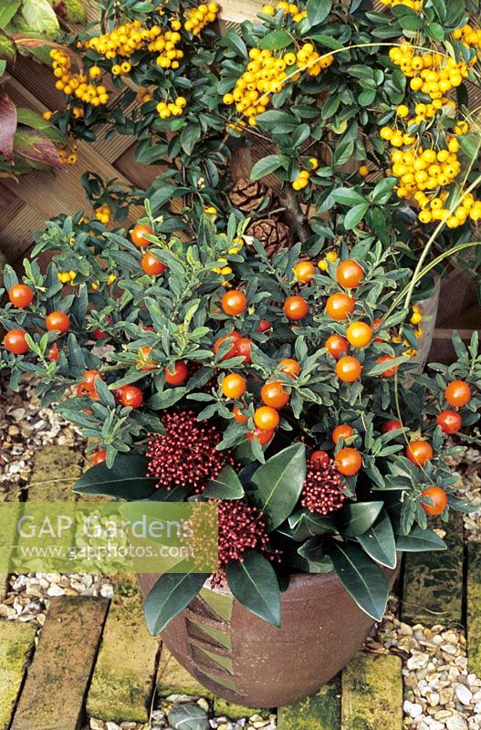 Solanum pseudocapsicum - Winter cherry and Skimmia 'Rubella' growing in a brown clay pot. Pyracantha 'Soleil d'Or' grows in a pot against the fence behind.