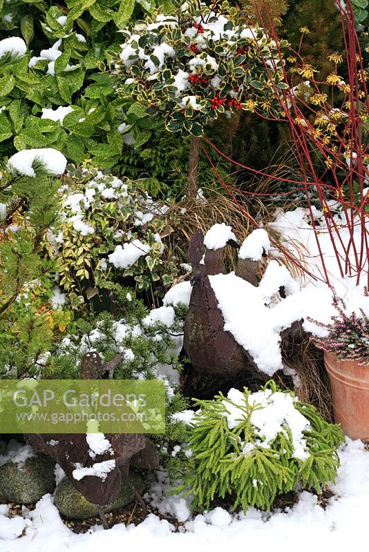 Winter interest plants grouped together in pots for mutual protection and to make a focal point in the garden. Erica - Heather, Hamamelis - Witch hazel, red stemmed Cornus- Dogwood, Skimmia japonica 'Rubella', Cryptomeria japonica 'Spiralis', Pinus mugo pumilio group, variegated Ilex- Holly grown as a standard, variegated Ivy and spotted Laurel. African metal Chicken sculptures.