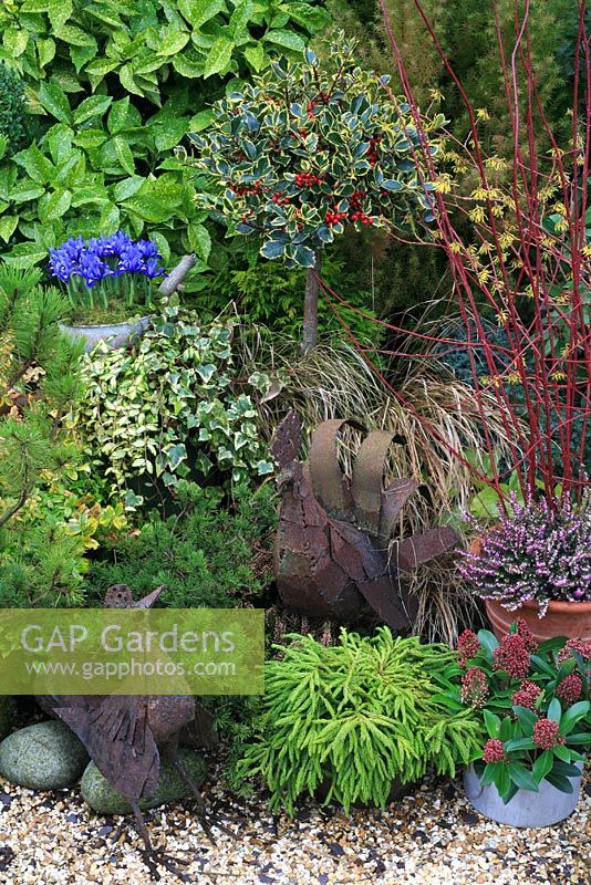Winter interest plants grouped together in pots for mutual protection and to make a focal point in the garden. Erica - Heather, Hamamelis - Witch hazel, red stemmed Cornus- Dogwood, Skimmia japonica 'Rubella', Cryptomeria japonica 'Spiralis', Pinus mugo pumilio group, variegated Ilex- Holly grown as a standard, variegated Ivy and spotted Laurel. Recycled African scrap metal Chicken sculptures.

