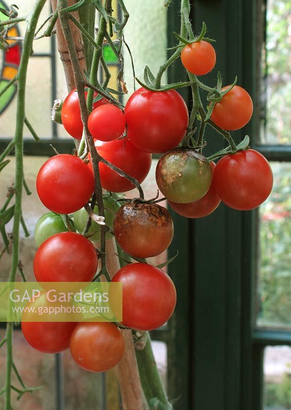 Phytophthora infestans - Tomato blight affecting indoor tomatoes growing near a window                            