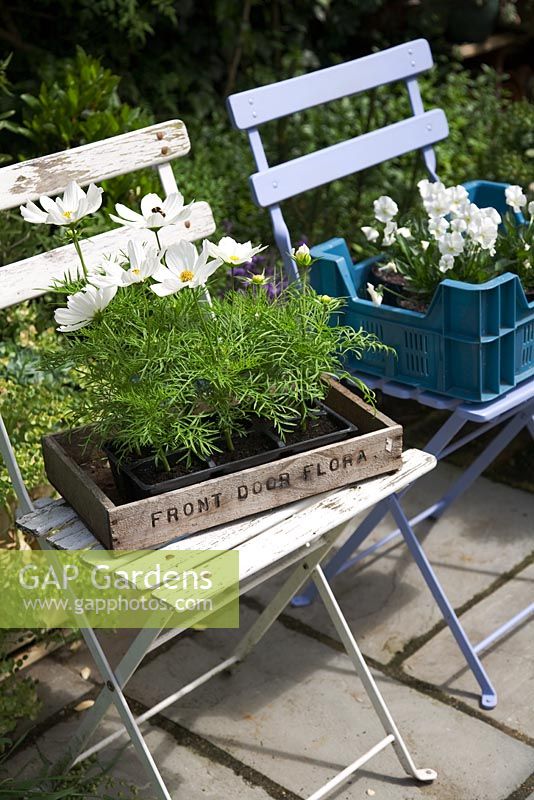 A quirky town garden in May filled with antique objects and Alliums. Cosmos and Violas waiting to be planted, in crates on old folding chairs.