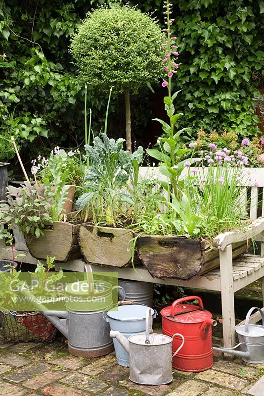 A quirky town garden in May filled with antique objects. Old wooden potato boxes planted with Salvia- Sage, Cavolo Nero, Onions and Chives on wooden bench with collection of watering cans.