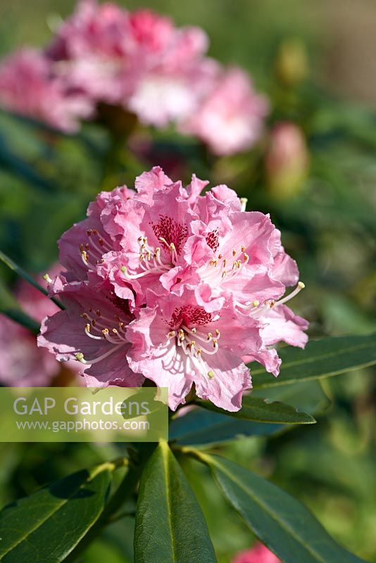 Rhododendron caucasicum 'Pictum'