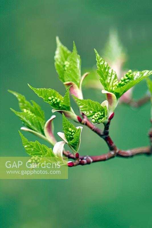 Acer grosseri, spring leaves and flower buds