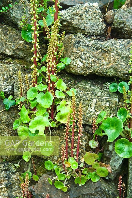 Stone wall colonised by Omphalodes - Navelwort and Umbilicus rupestris in May. Trewidden, Buryas Bridge, Penzance, Cornwall, UK
