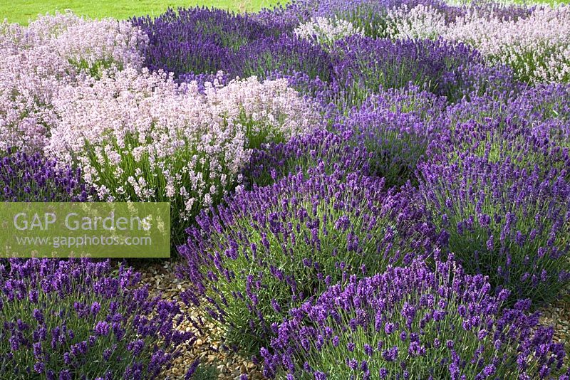 A tapestry of Lavenders including Lavandula angustifolia 'Hidcote' and Lavandula angustifolia 'Miss Katherine'