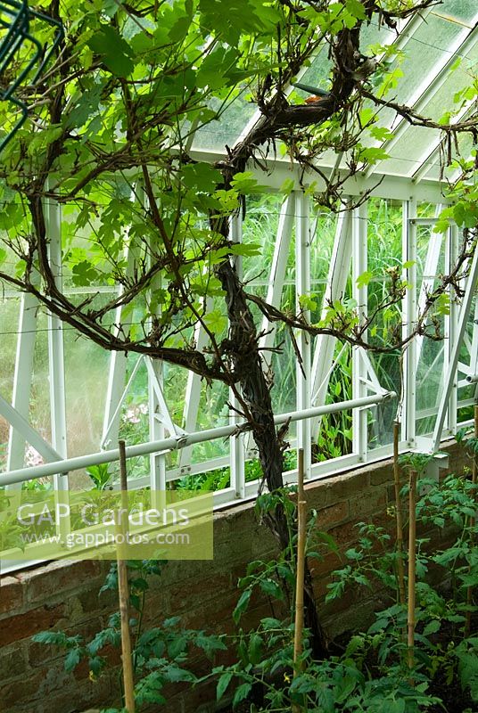 Vine growing inside Greenhouse. Private Garden, Winchester, Hants, UK