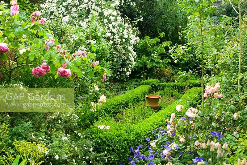 Front garden features Buxus- Box edged bed framed with Geraniums and Rosa - Roses. Private Garden, Winchester, Hants, UK. June.