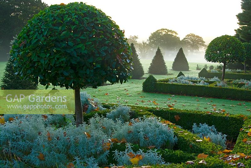 Buxus - Box parterre contains clipped umbrella Laurel bushes and Santolina with Taxus - Yew pyramids. Lawn leading into surrounding countryside across ha-ha. Private garden, Pulham, Dorset, UK. October.