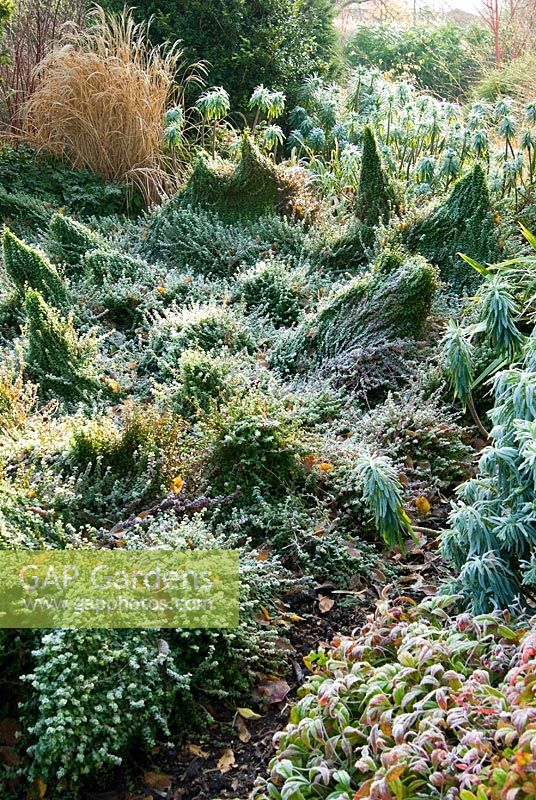 Frosted border in the Winter Garden with undulating mounds of Euonymus fortunei 'Minimus' and colourful Nandina domestica 'Wood's Dwarf' in foreground. The Sir Harold Hillier Gardens/Hampshire County Council, Romsey, Hants, UK. December.
