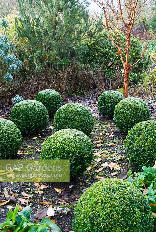 Frosted clipped Buxus- Box spheres with Acer griseum -  Paperbark Maple, behind. The Sir Harold Hillier Gardens/Hampshire County Council, Romsey, Hants, UK. December