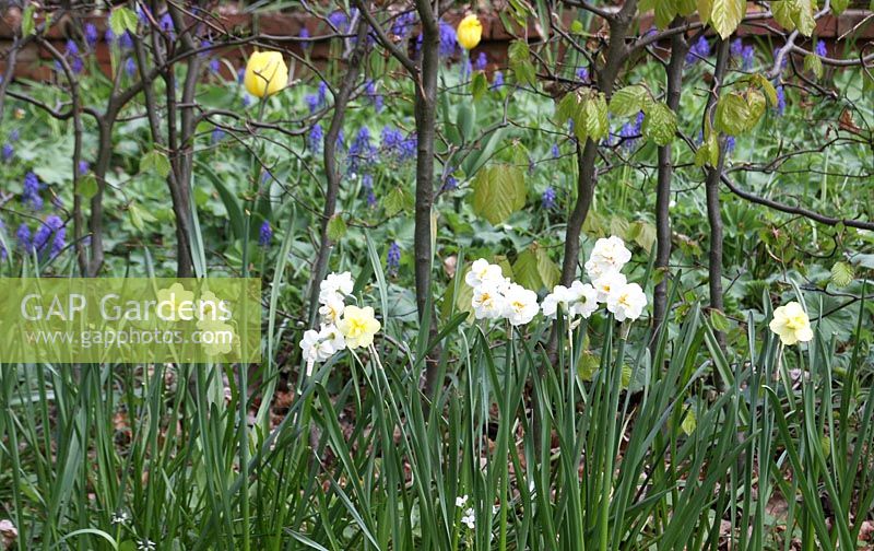 Narcissus Cotinga and Muscari latifolium in Woodland spring garden in Groningen, Holland 
