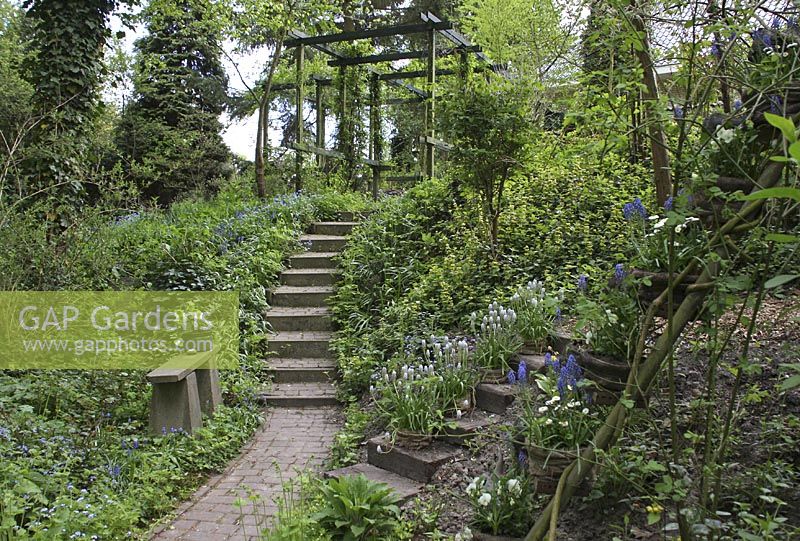 Baskets planted with Muscari latifolium and Bellis perennis on ladder, Woodland spring garden in Groningen
