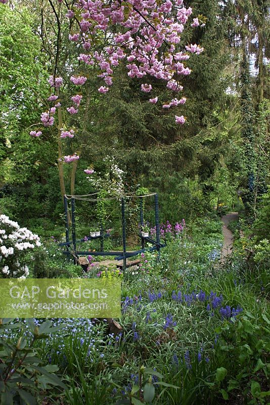 Prunus serrulata, Rhododendron 'Cunningham Whité', Lunaria annua and Muscari latifolium planted in Carex grayii with Seating area with pergola. Woodland spring garden in Groningen, Holland. 