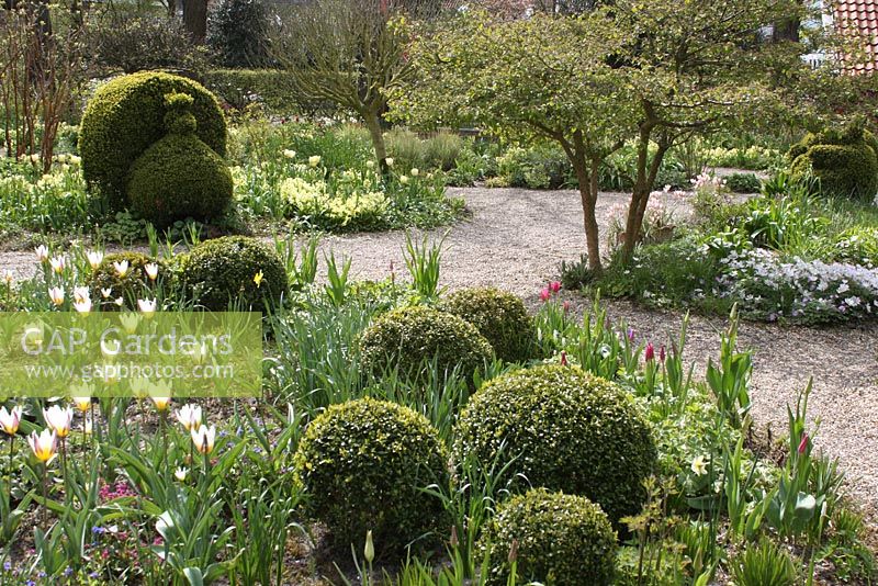 Tulipa tarda and topiary balls in Spring border. The Teagarden is a combination of model garden, garden shop and tearoom in Weesp. 