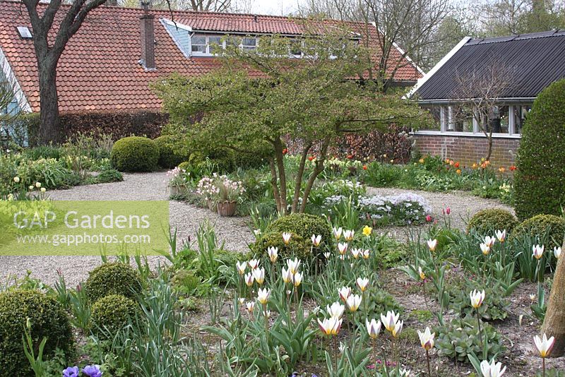 Spring borders with Tulipa tarda. The teagarden is a combination of model garden, garden shop and tearoom in Weesp