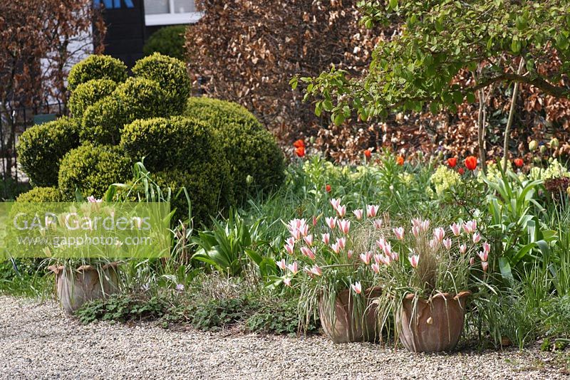 Tulipa tarda in pots. The teagarden is a combination of model garden, garden shop and tearoom in Weesp
