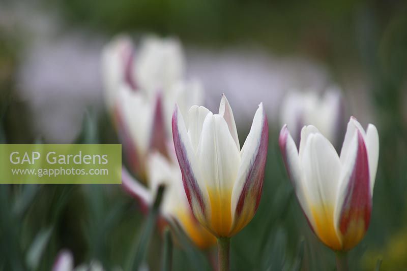 Tulipa tarda - The teagarden is a combination of model garden, garden shop and tearoom in Weesp