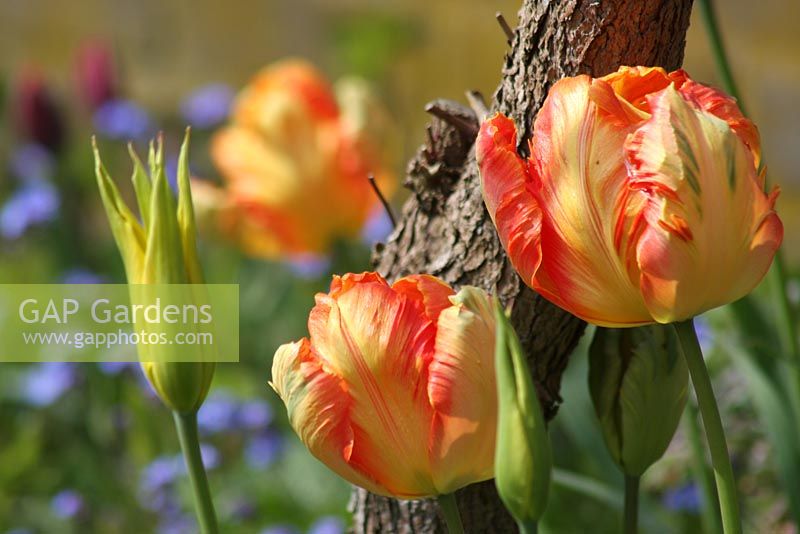 Tulipa 'Orange Princess'. The teagarden is a combination of model garden, garden shop and tearoom in Weesp