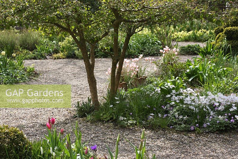 Spring borders with Tulipa tarda - The teagarden is a combination of model garden, garden shop and tearoom in Weesp