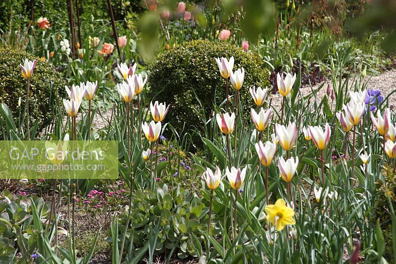 Spring border with Tulipa tarda - The teagarden is a combination of model garden, garden shop and tearoom in Weesp