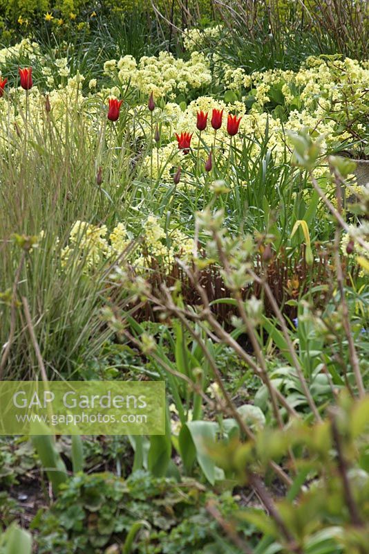 Spring border with Primulas and Tulipa 'Ballerina -  The teagarden is a combination of model garden, garden shop and tearoom in Weesp