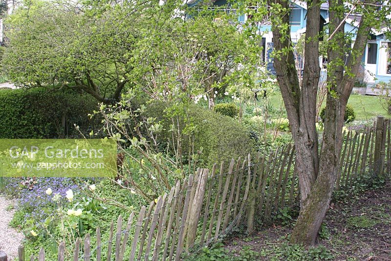 Spring border with Cornus and wooden fences. The teagarden is a combination of model garden, garden shop and tearoom in Weesp
