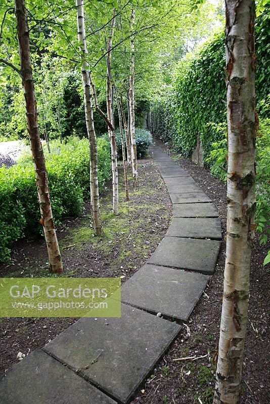Curved path flanked by Betula - Birch trees in suburban family garden for restored Art Deco house.