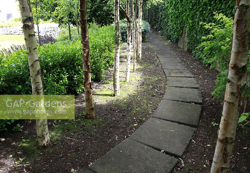 Curved path flanked by Betula -Birch trees in suburban family garden for restored Art Deco house.