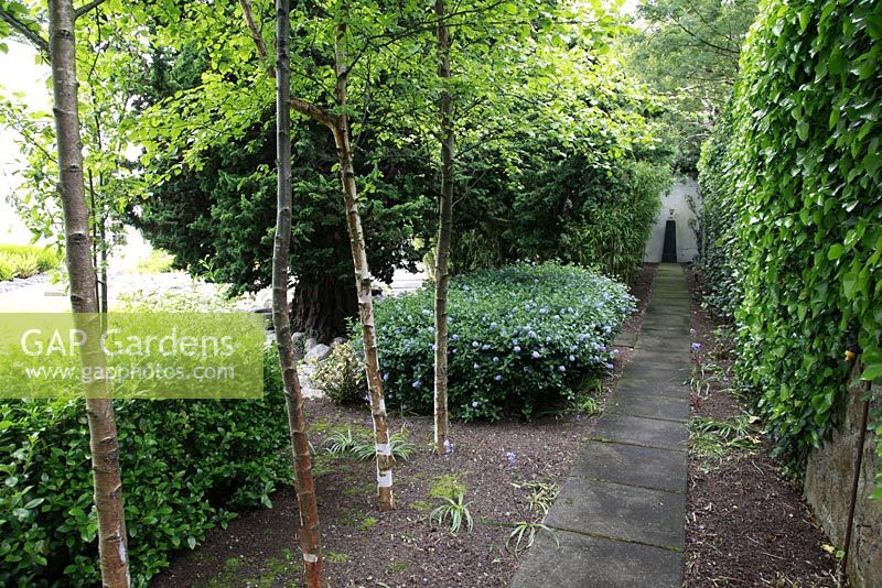 Curved path flanked by Betula - Birch trees in suburban family garden for restored Art Deco house. 