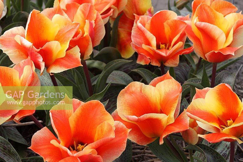 Tulipa 'Corsage', collection Bulborum Holland