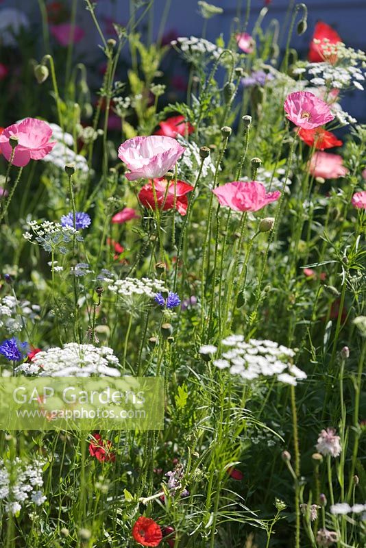 Meadow of flowering annuals including poppies and cornflowers