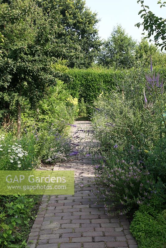 Catnip and Lythrum salicaria - De Keltenhof nursery Perennials in Holland