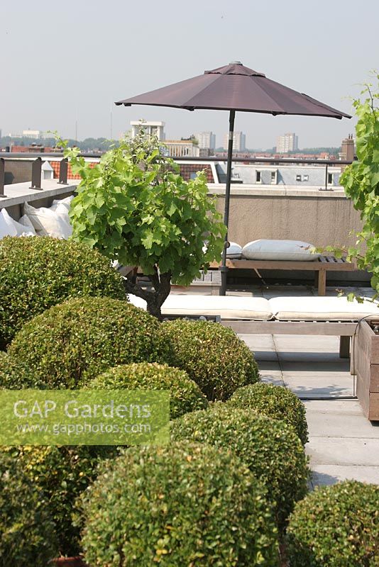 Clipped Buxus - Box balls in pots on city roof terrace in the summer.