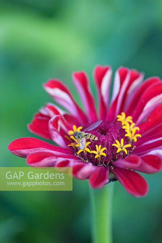 Zinnia elegans 'Meteor' with hover fly