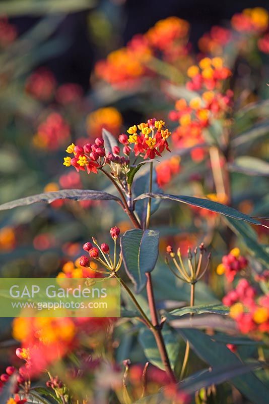 Asclepias curassavica 'Silky Deep Red' - Red Butterflyweed