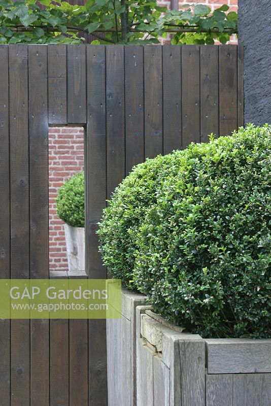 Clipped Buxus - Box in large grey planter on roof terrace in summer.

