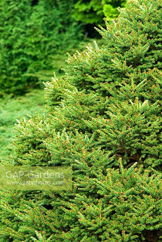 Picea abies 'Pygmaea'. The Sir Harold Hillier Gardens/Hampshire County Council, Romsey, Hants, UK. December