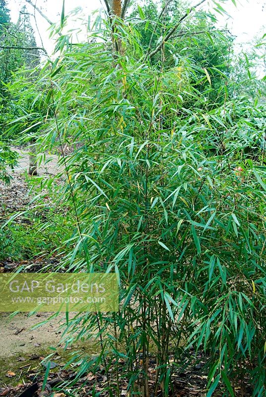 Borinda scabrida - Bamboo. The Sir Harold Hillier Gardens/Hampshire County Council, Romsey, Hants, UK. December.